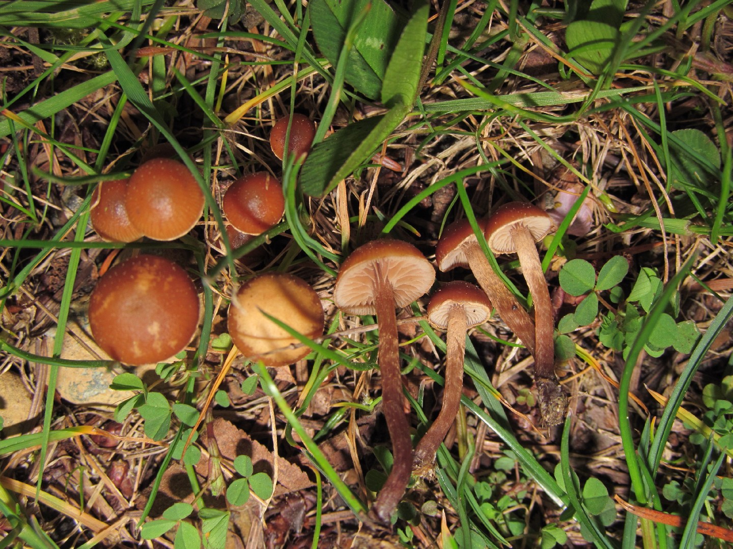 Psilocybe Subviscida (Psilocybe Subviscida) - Picture Mushroom