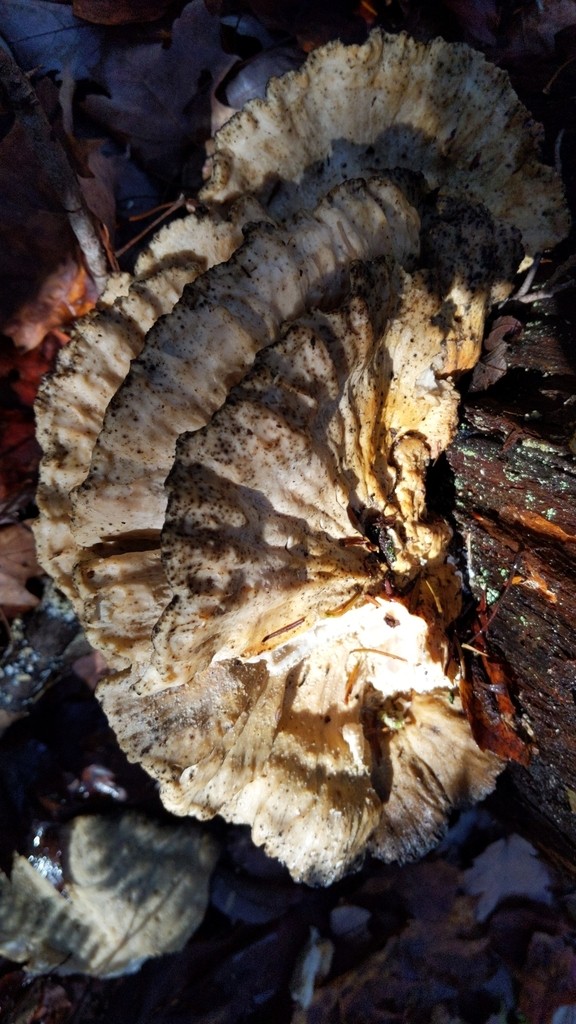 Laetiporus huroniensis (Laetiporus huroniensis) - Picture Mushroom