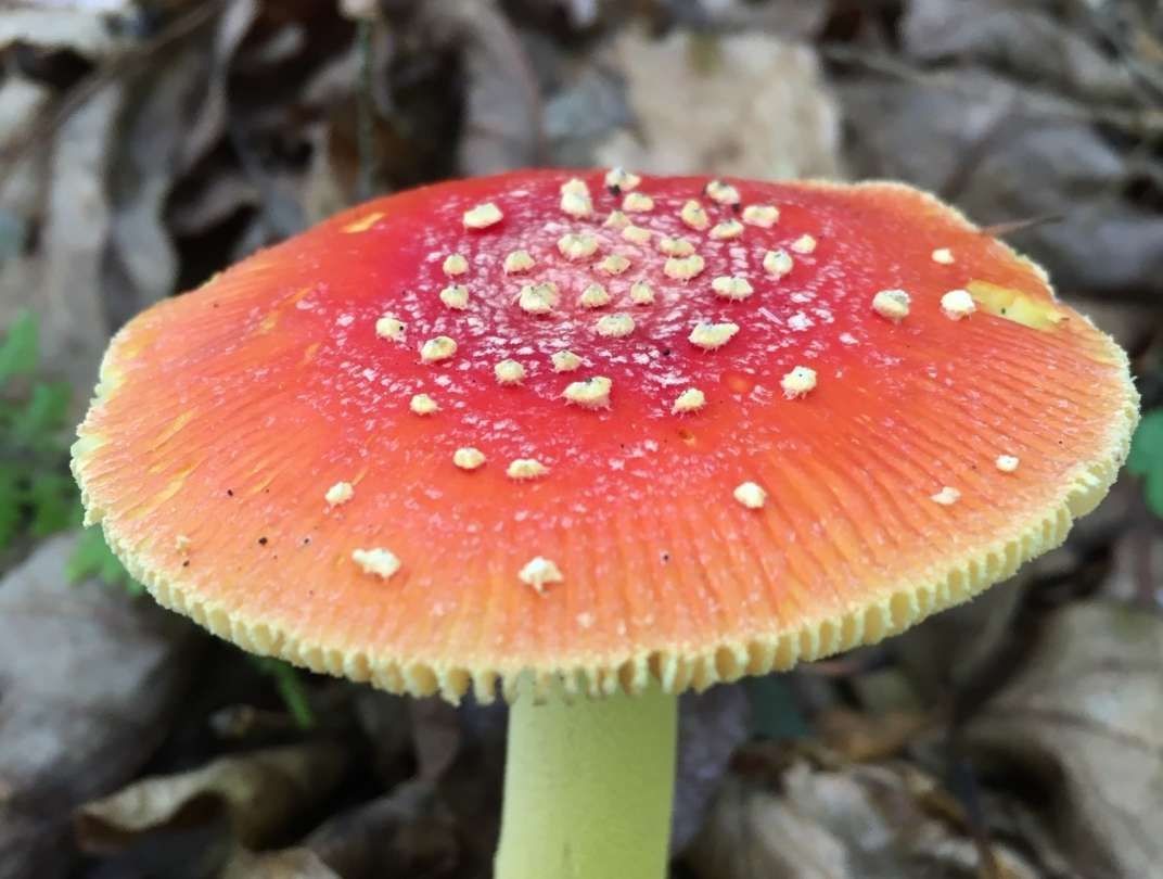 False Caesar's mushroom How to identify it? - Picture Mushroom