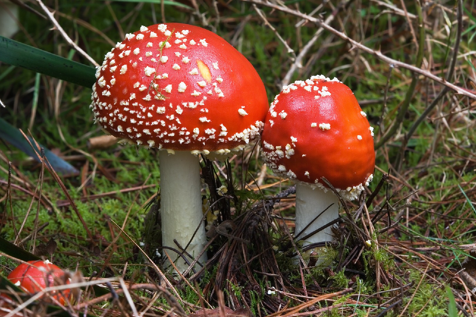 Picture Mushroom - (Amanita Ibotengutake) Amanita Ibotengutake