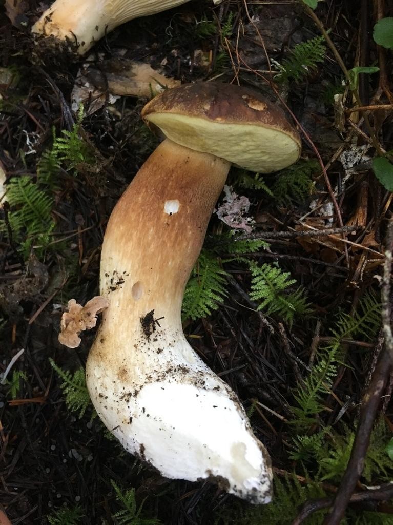 Hongos cemitas o pambazos (Boletus) Picture Mushroom