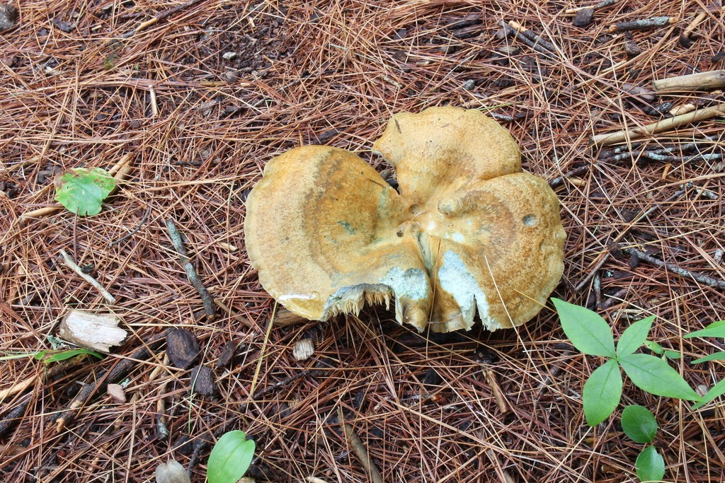 Lactarius chelidonium (Lactarius chelidonium) Picture Mushroom