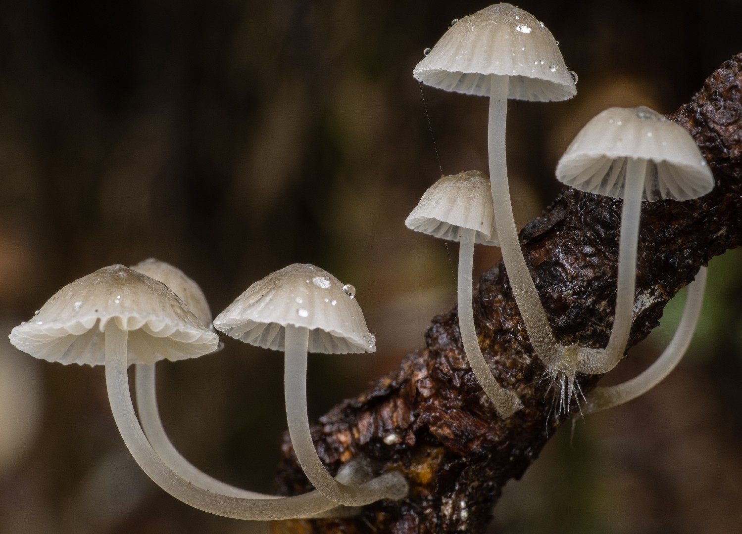 Mycena subcana (Mycena subcana) Picture Mushroom