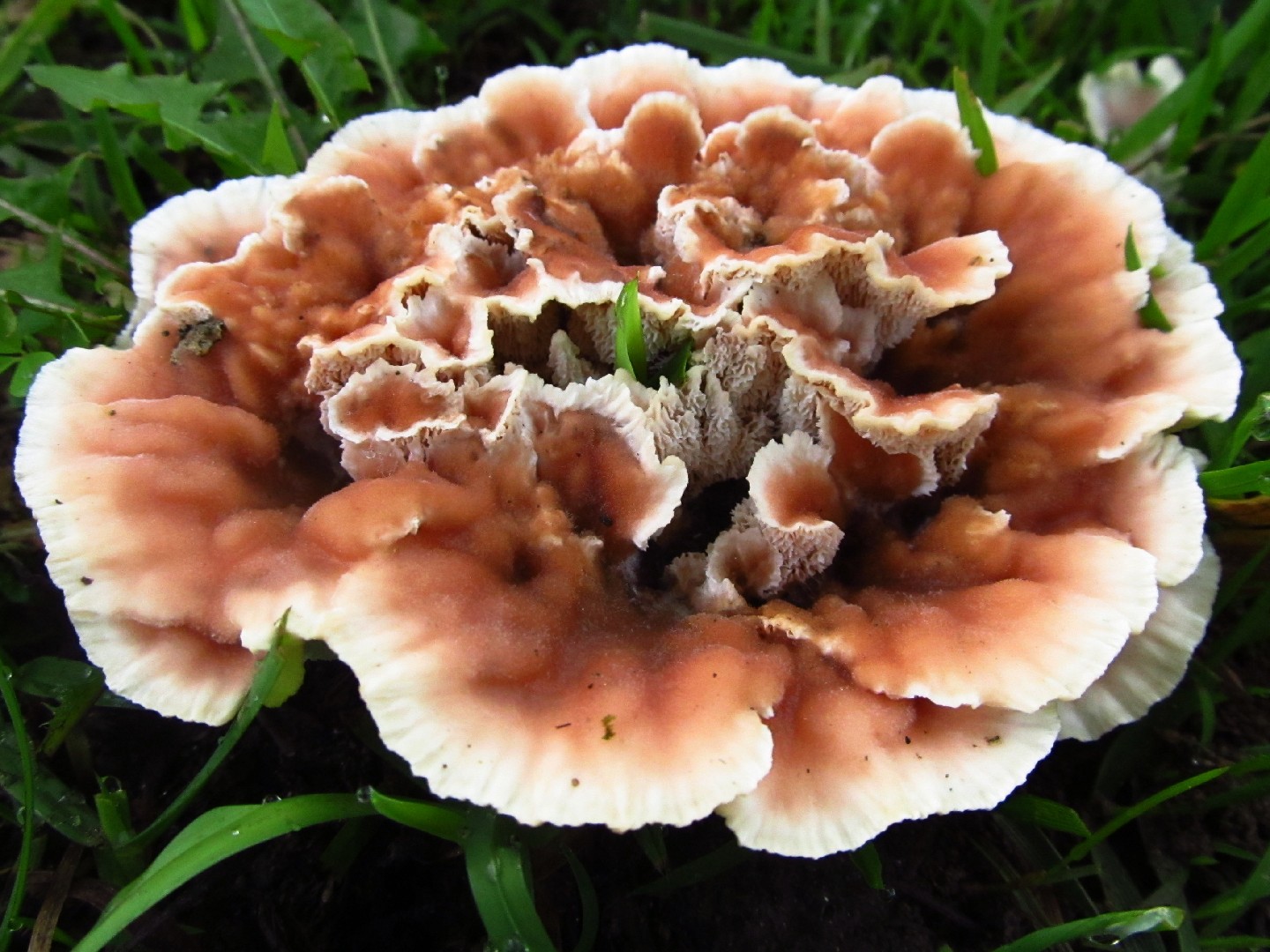 Blushing rosette How to identify it? Picture Mushroom