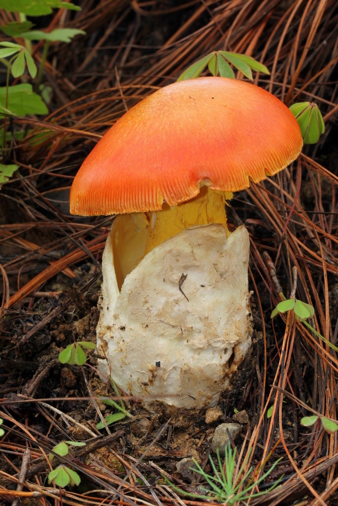 Amanita yema (Amanita yema) Picture Mushroom