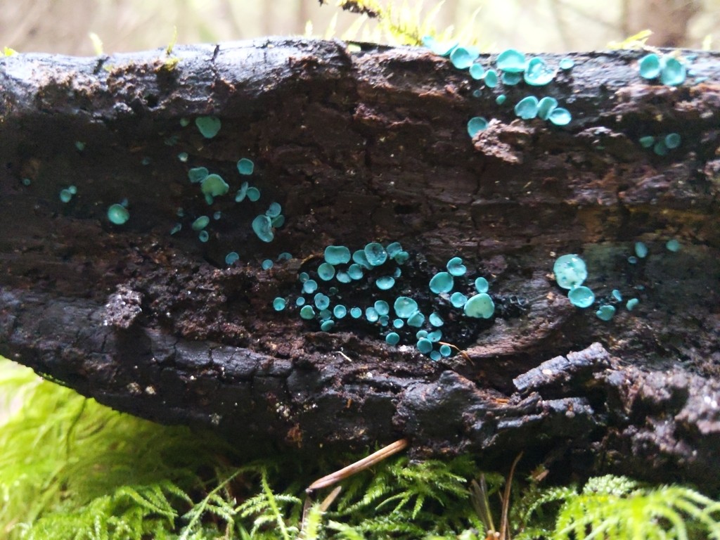 Turquoise elfcup (Chlorociboria aeruginosa) - Picture Mushroom