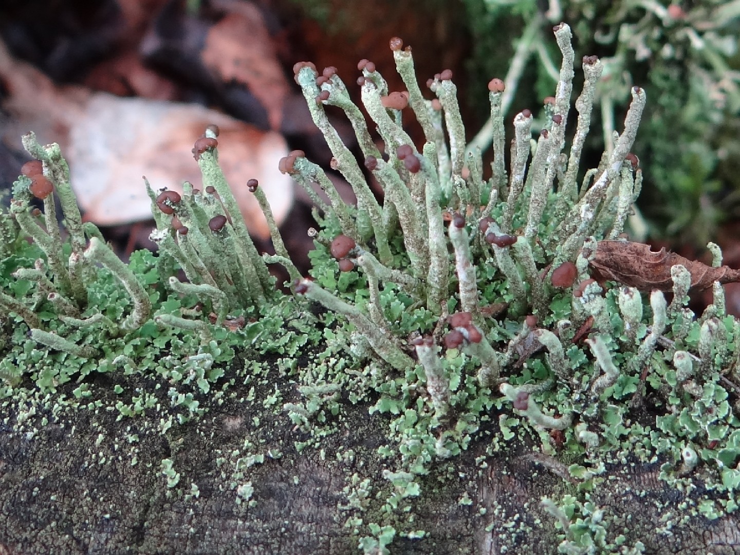 Cladonia (Cladonia) Picture Mushroom