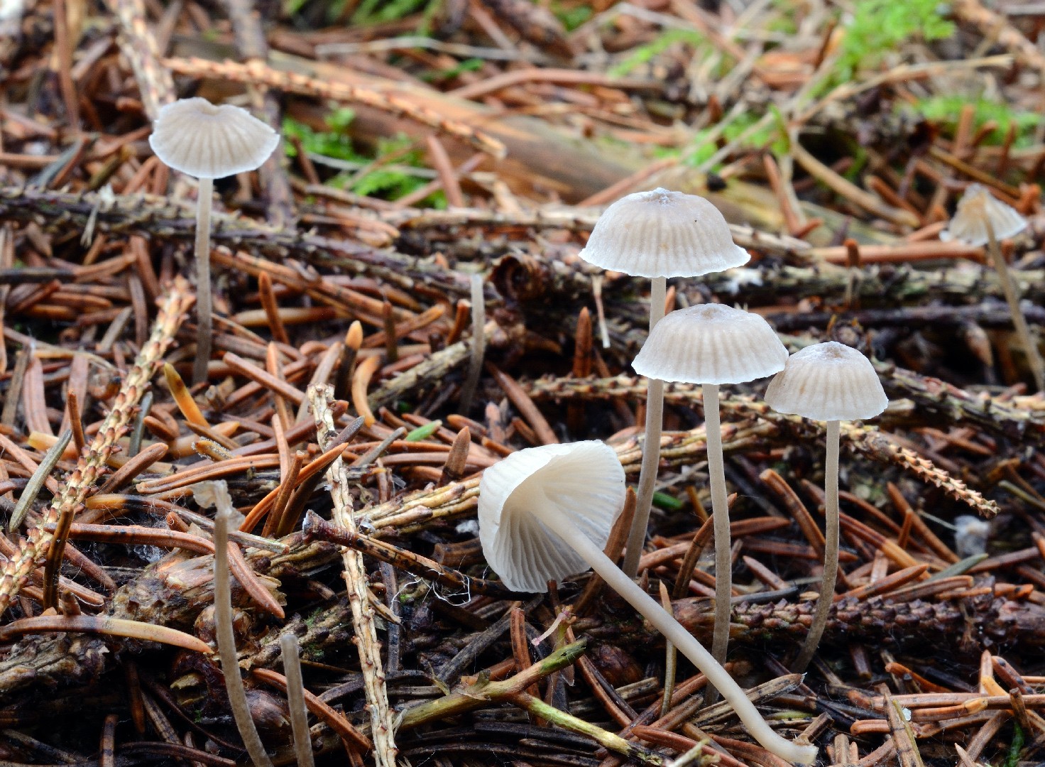 Mycena cinerella (Mycena cinerella) - Picture Mushroom