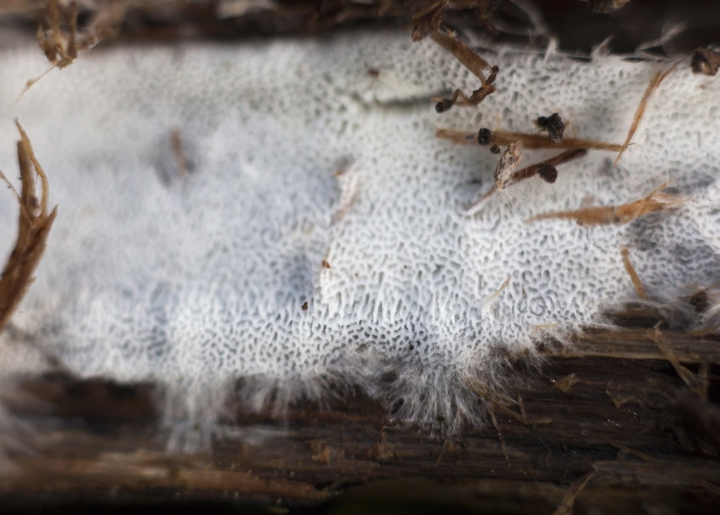 Trechispora (Trechispora) Picture Mushroom