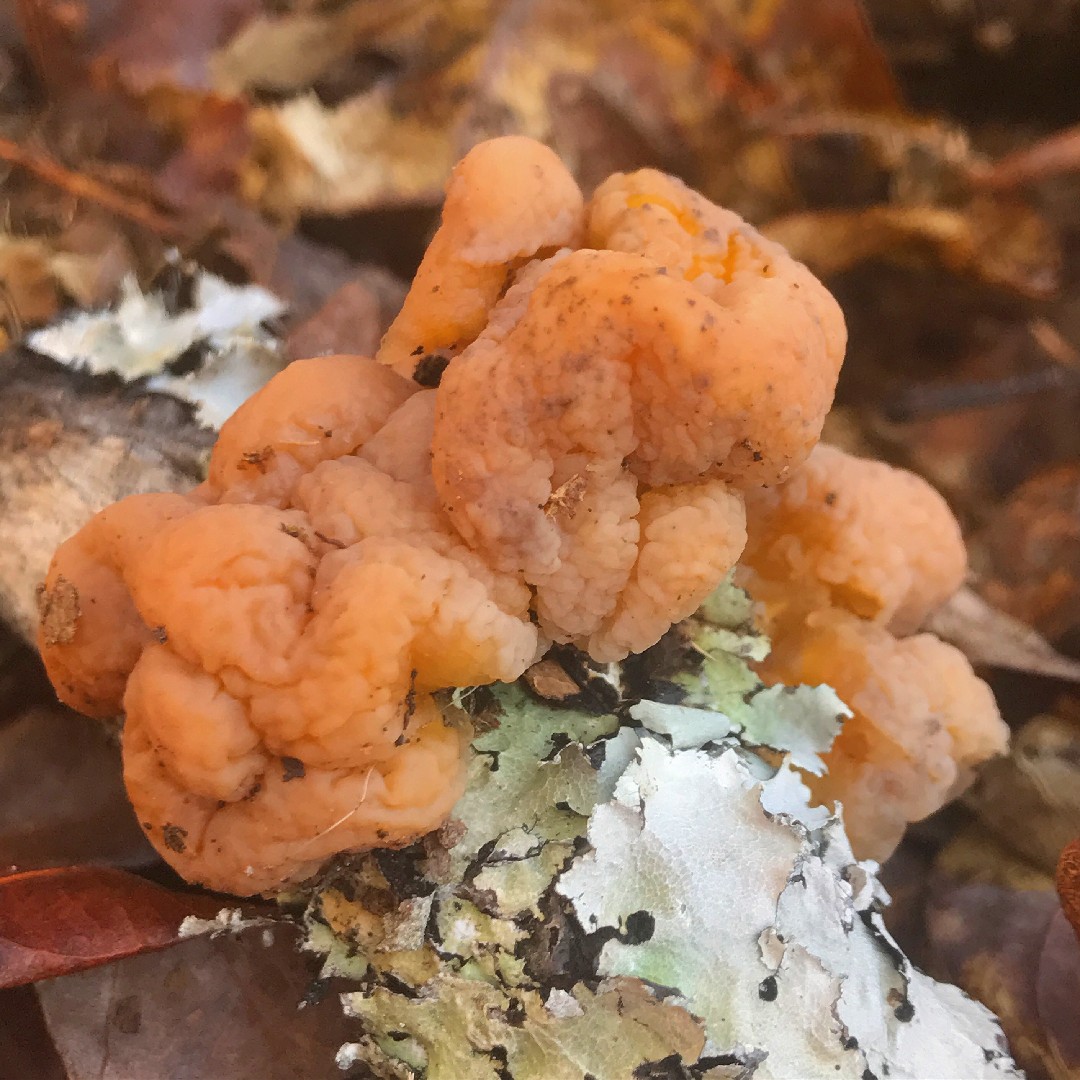 Trichoderma peltatum (Trichoderma peltatum) Picture Mushroom