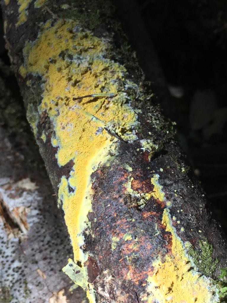 Mycoacia (Mycoacia) Picture Mushroom