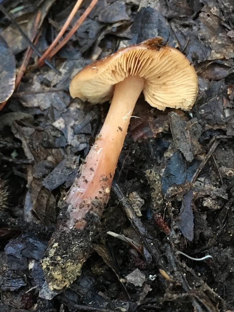 Phaeocollybia (Phaeocollybia) Picture Mushroom