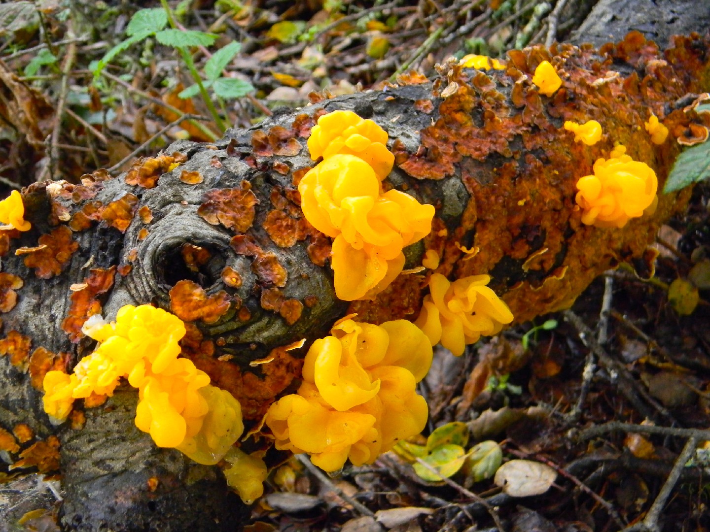 Tremella aurantia (Tremella aurantia) Picture Mushroom