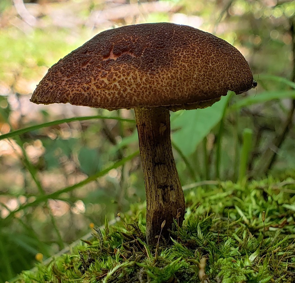 Boletellus Chrysenteroides (Boletellus Chrysenteroides) - Picture Mushroom