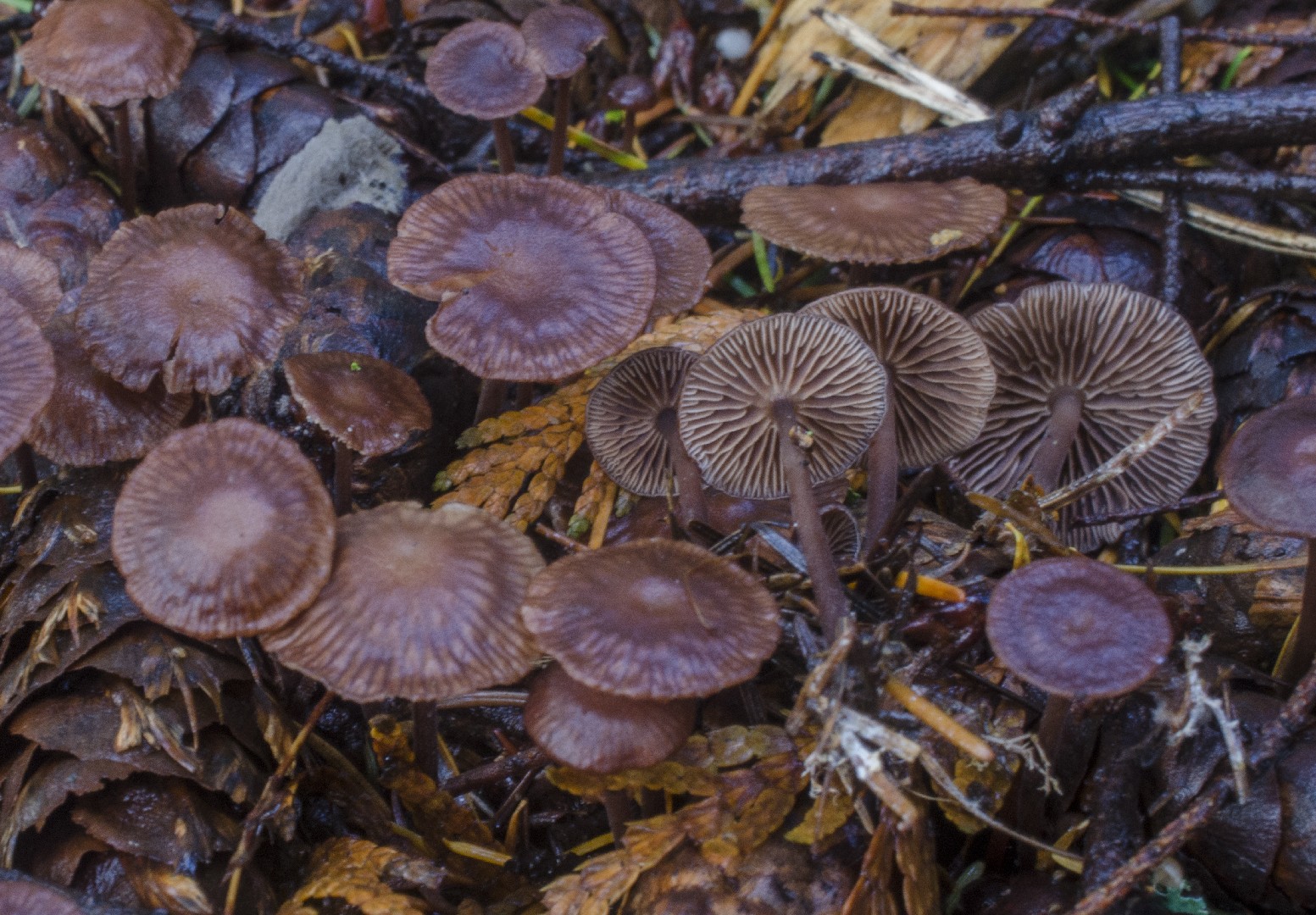 Gymnopus villosipes (Gymnopus villosipes) - Picture Mushroom