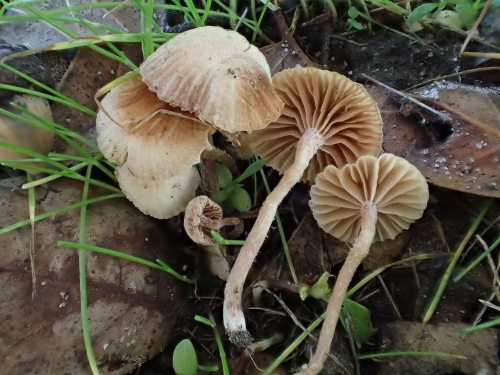 Tubaria conspersa (Tubaria conspersa) Picture Mushroom