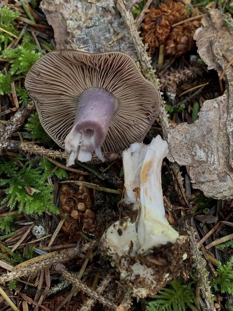 Cortinarius fuligineofolius (Cortinarius fuligineofolius) Picture