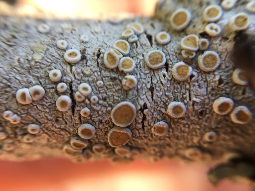 Ochrolechia laevigata (Ochrolechia laevigata) Picture Mushroom